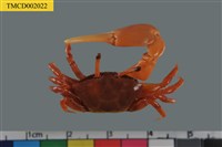 藏品(粗腿擬瘦招潮蟹)的圖片